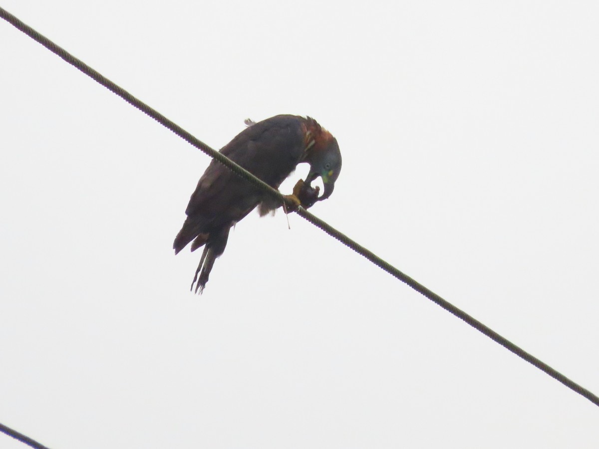 Hook-billed Kite - ML627996582