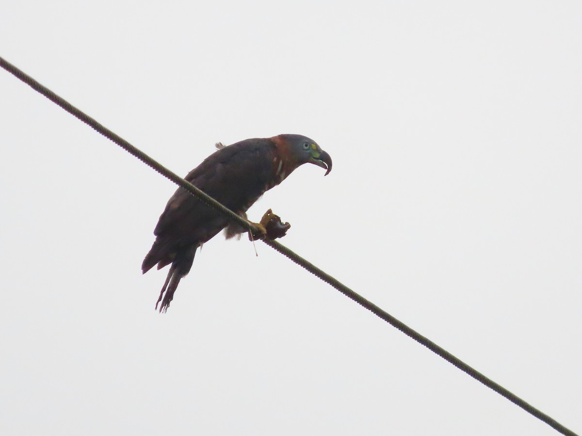 Hook-billed Kite - ML627996583