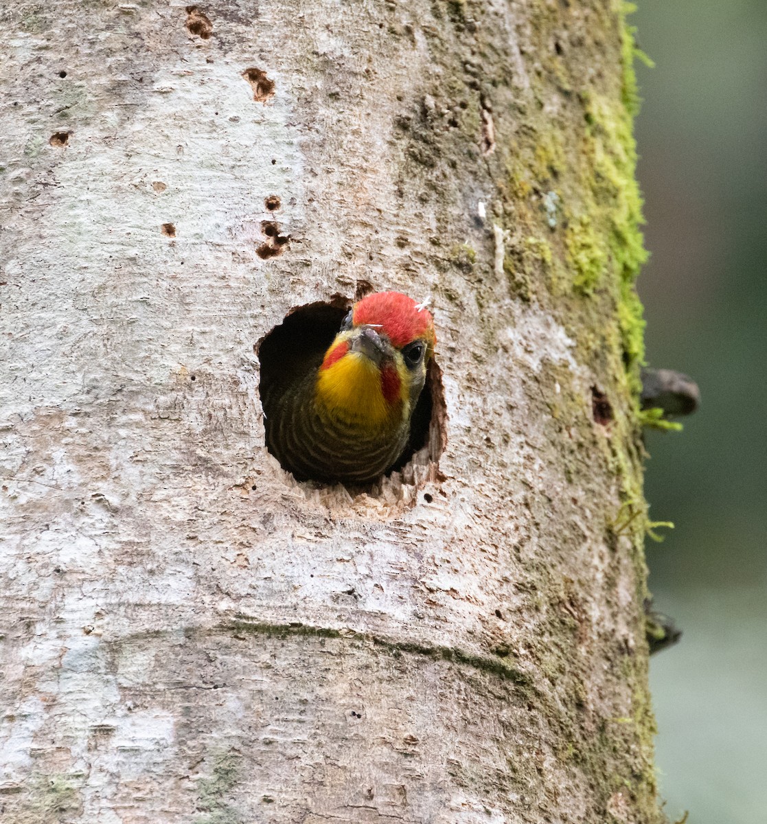 White-browed Woodpecker - ML627996584