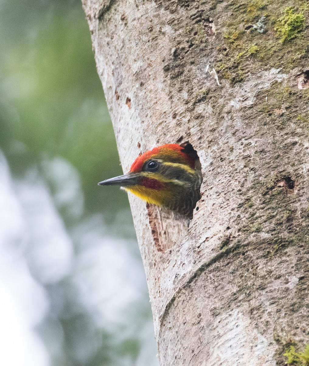 White-browed Woodpecker - ML627996585