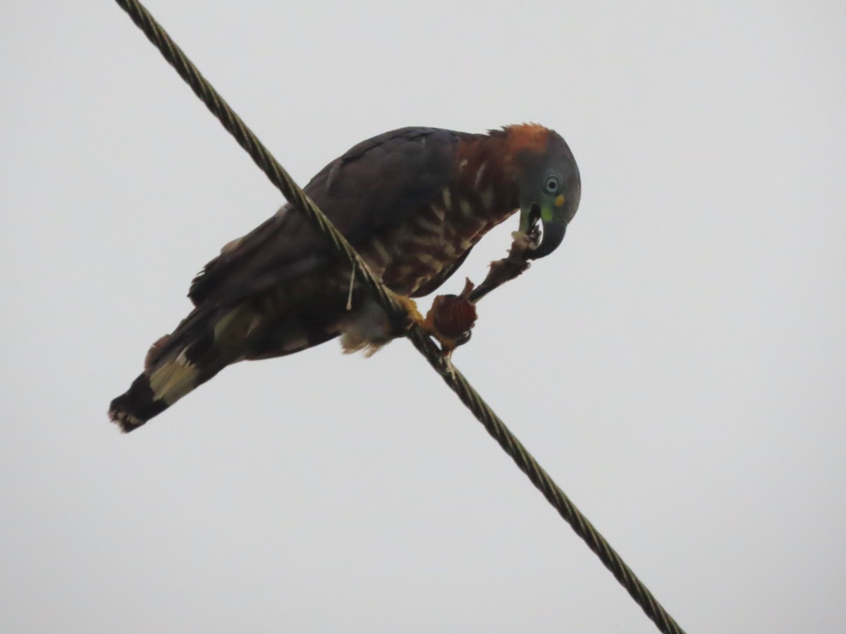 Hook-billed Kite - ML627996590