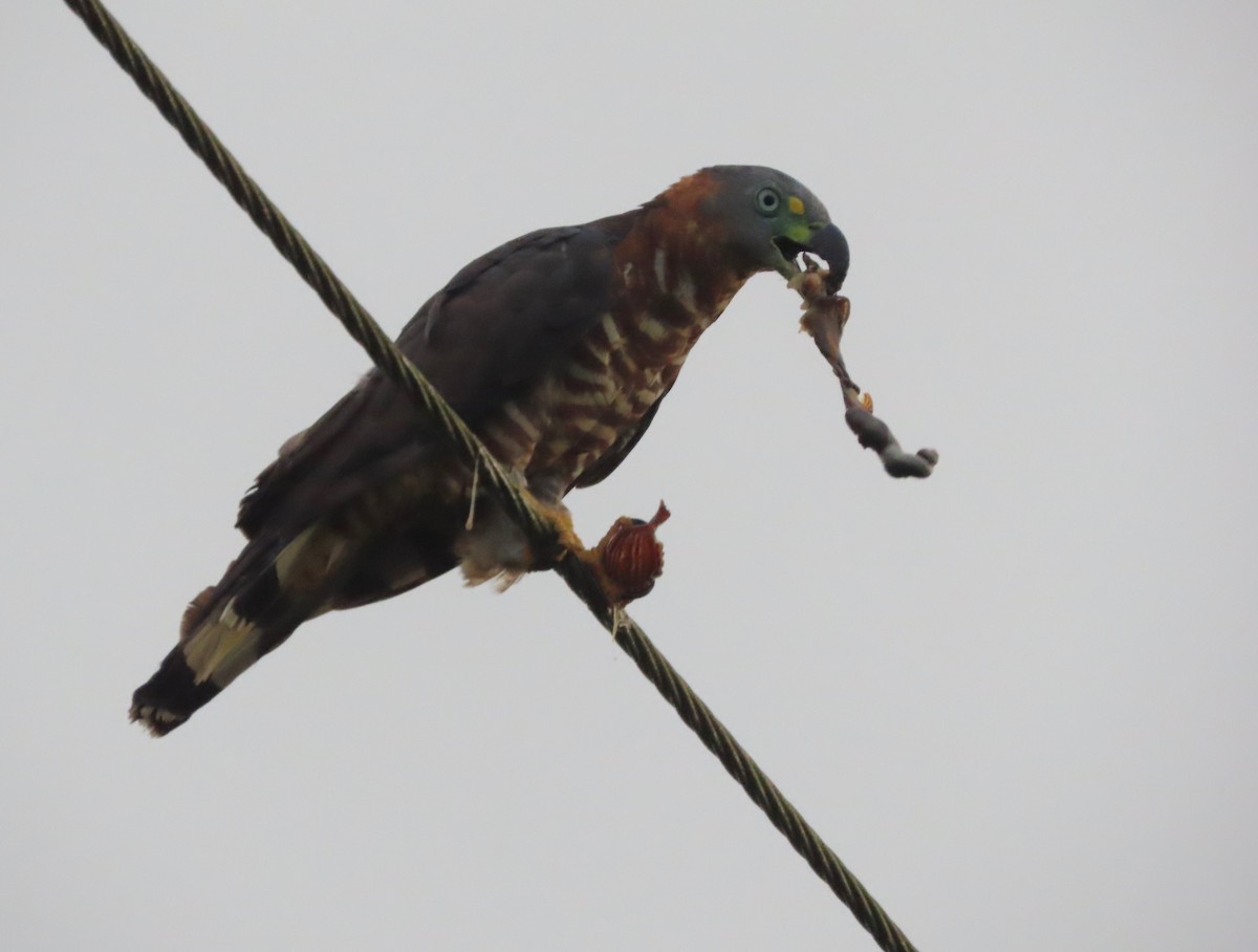 Hook-billed Kite - ML627996592