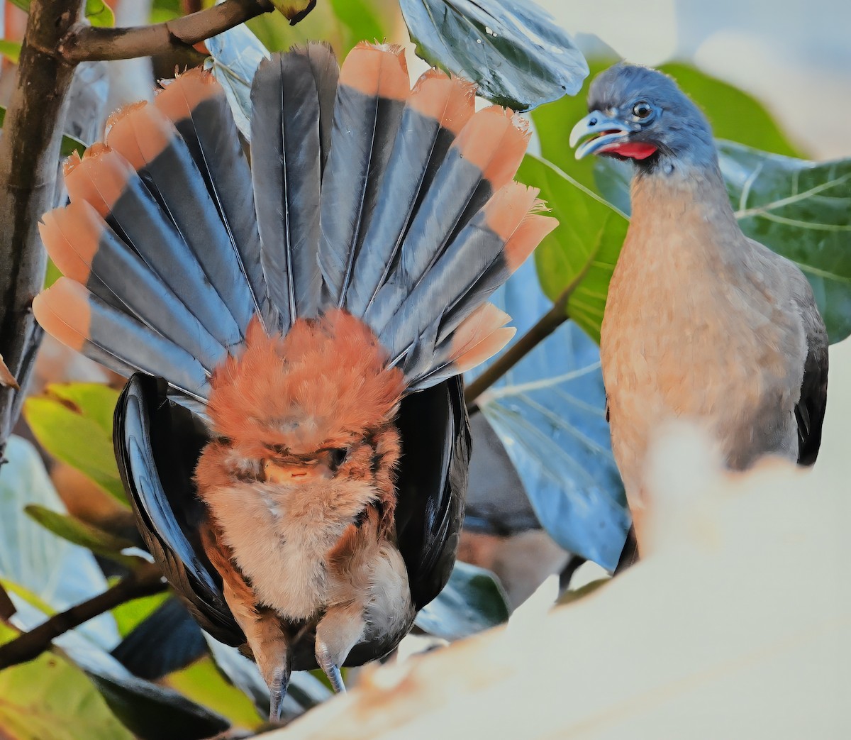 Rufous-vented Chachalaca (Rufous-tipped) - ML627996593