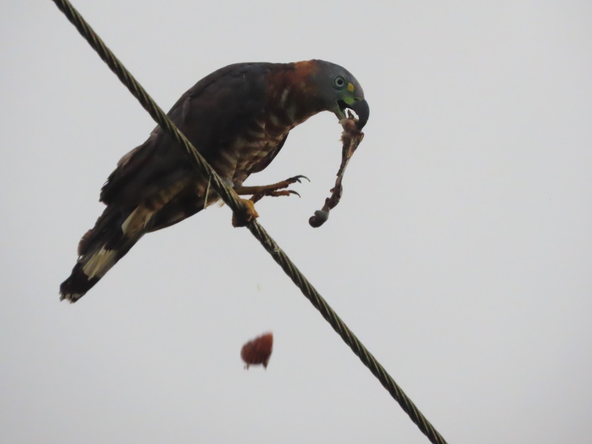 Hook-billed Kite - ML627996594