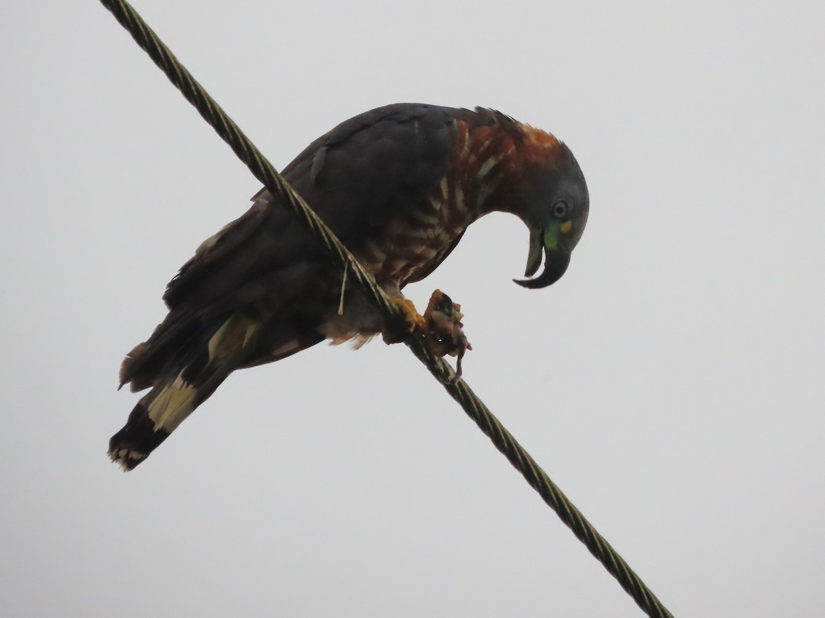 Hook-billed Kite - ML627996597