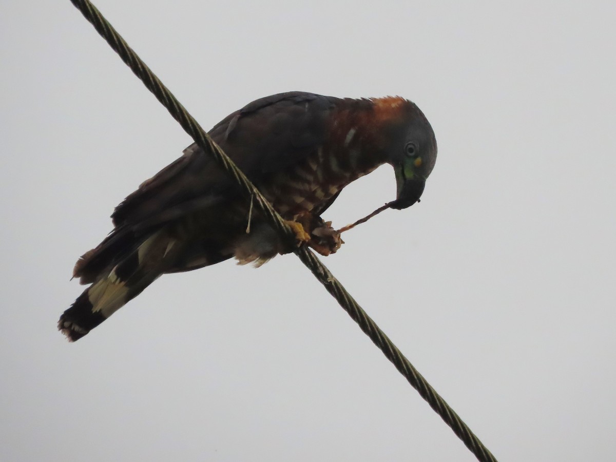 Hook-billed Kite - ML627996598