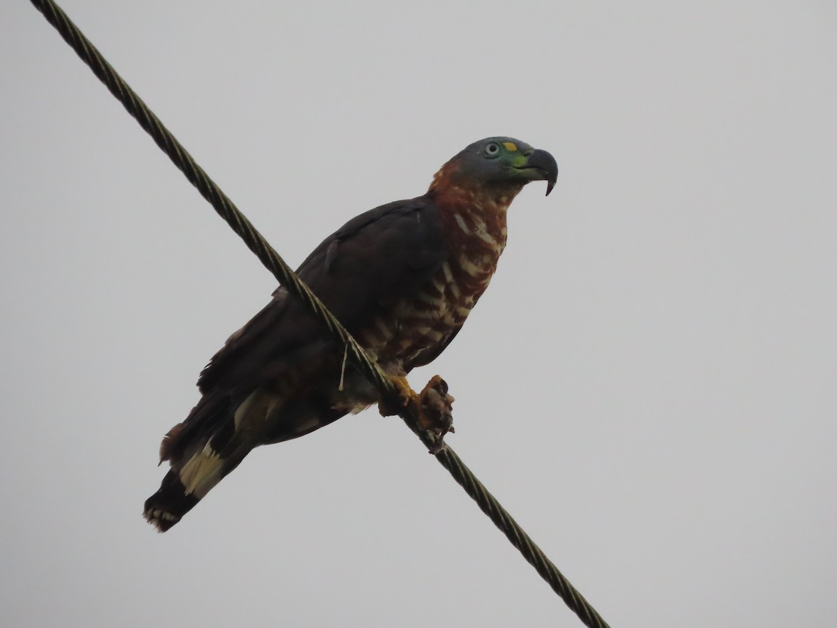 Hook-billed Kite - ML627996604