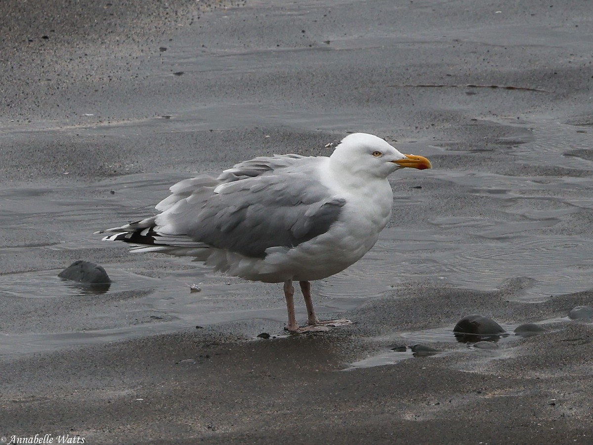 European Herring Gull - ML627996645
