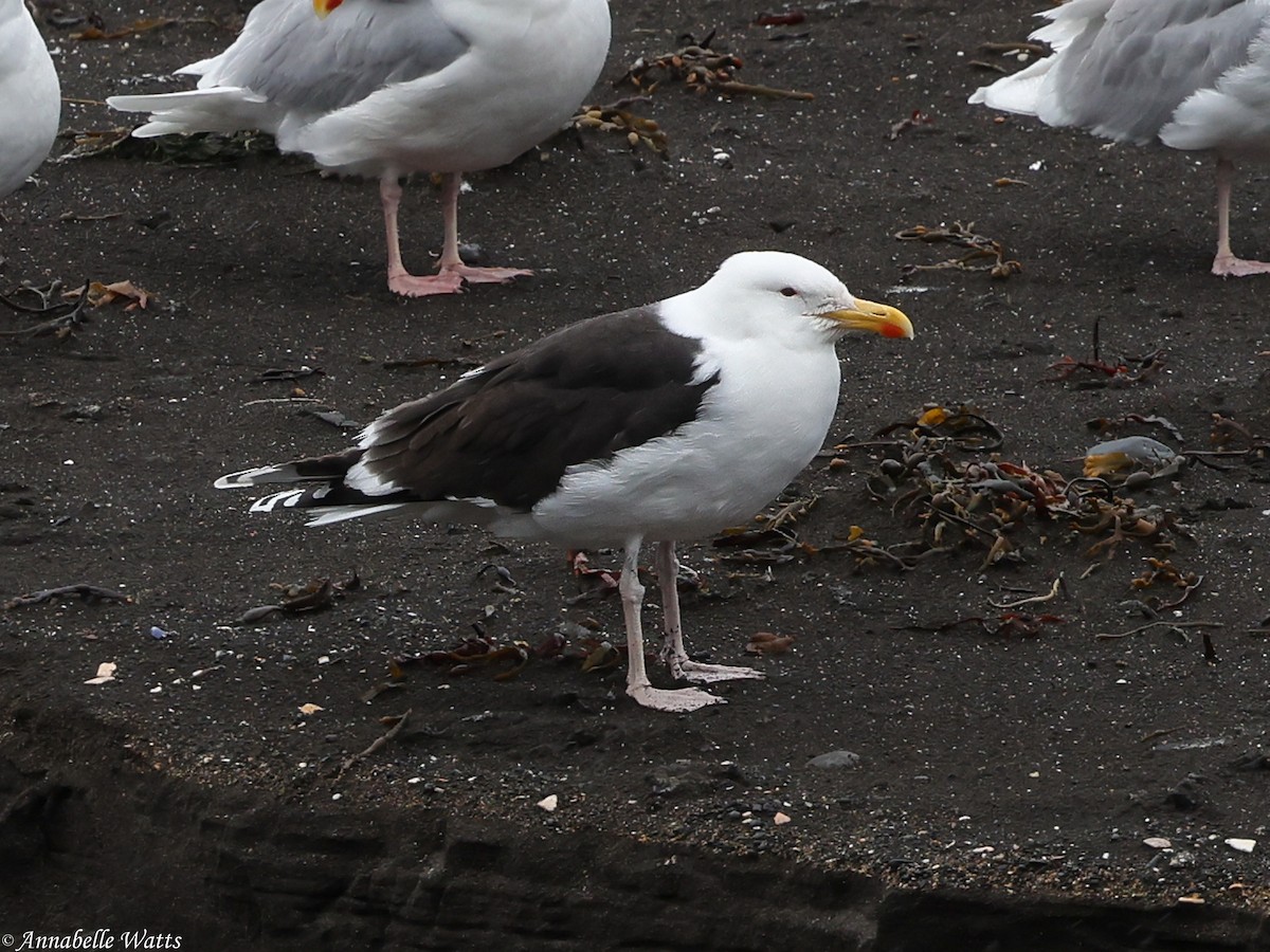 Great Black-backed Gull - ML627996648