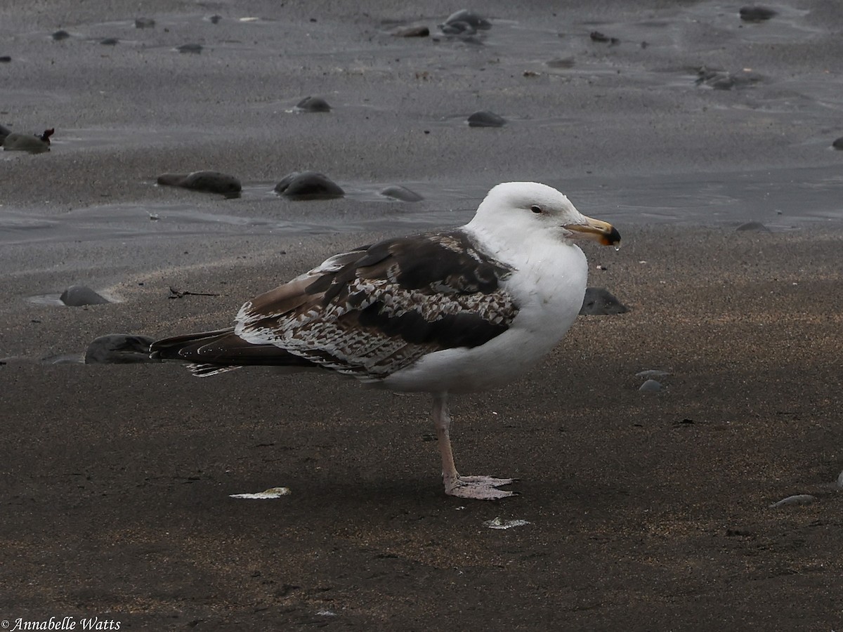 Great Black-backed Gull - ML627996649