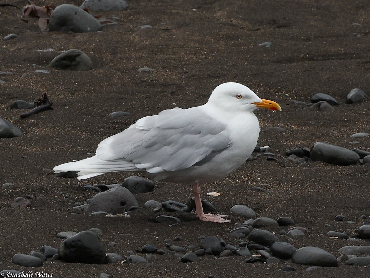 Glaucous Gull - ML627996651