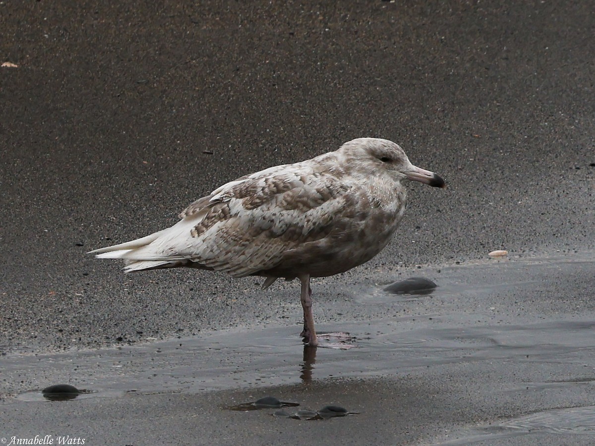 Glaucous Gull - ML627996653