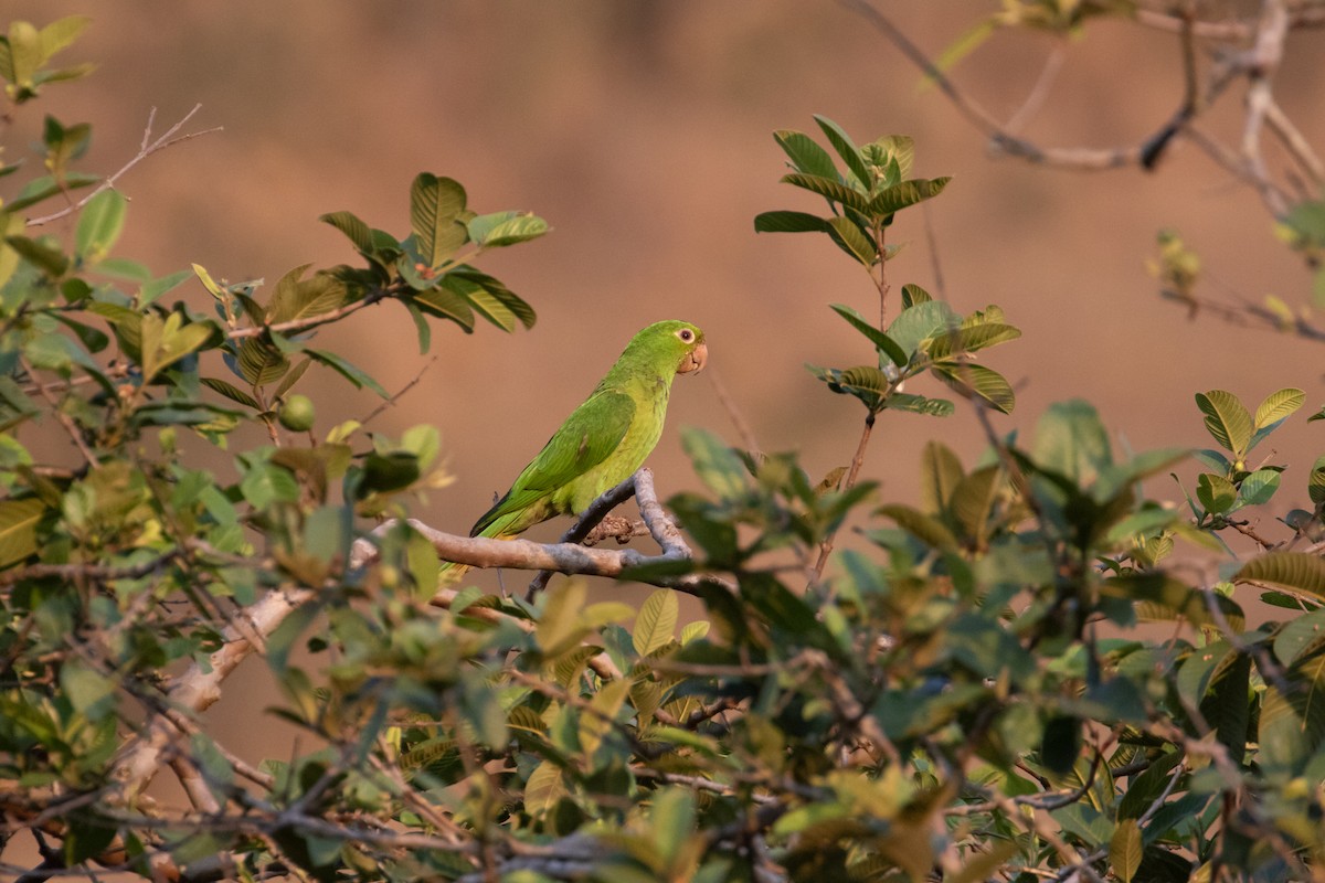 White-eyed Parakeet - ML627996657