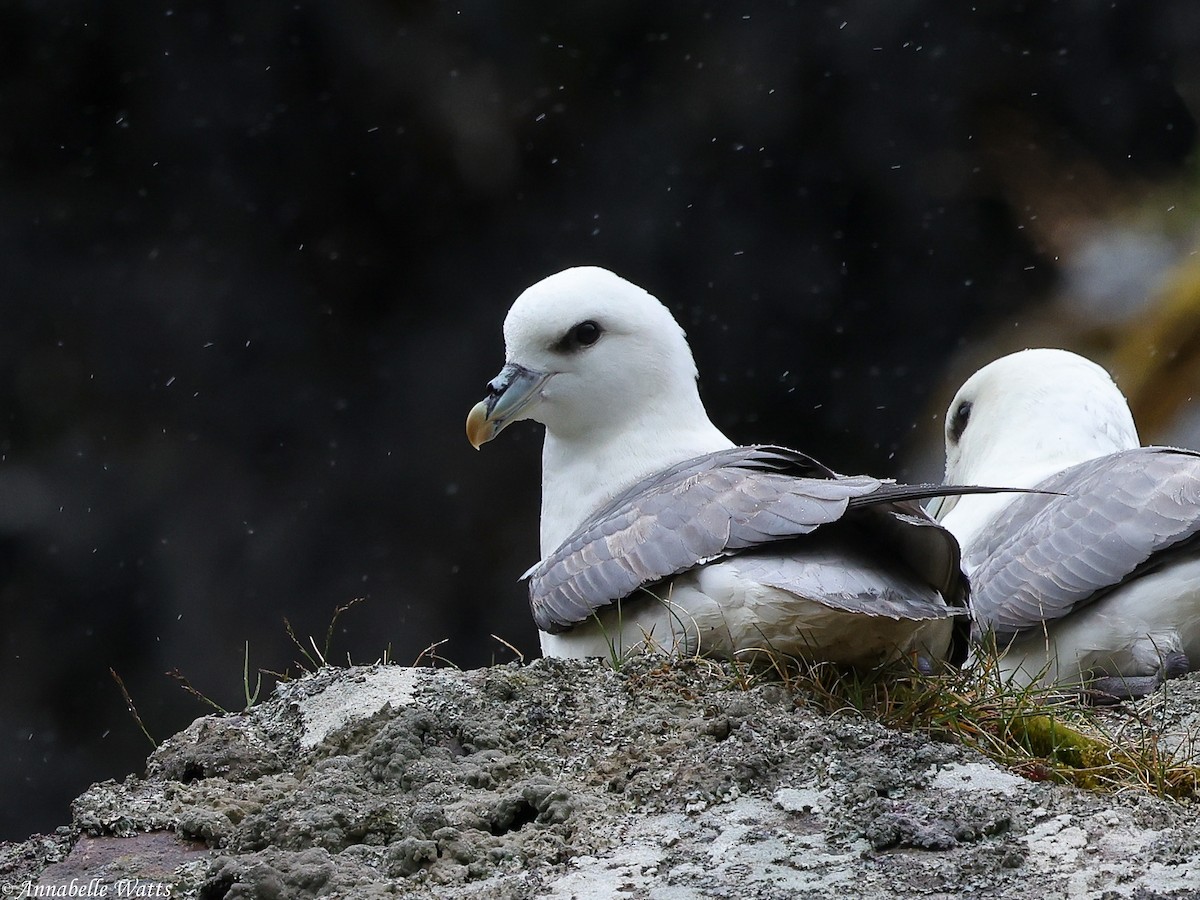 Northern Fulmar - ML627996658