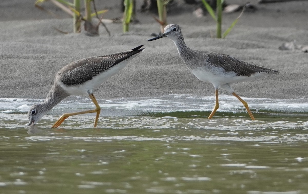 Greater Yellowlegs - ML627996659