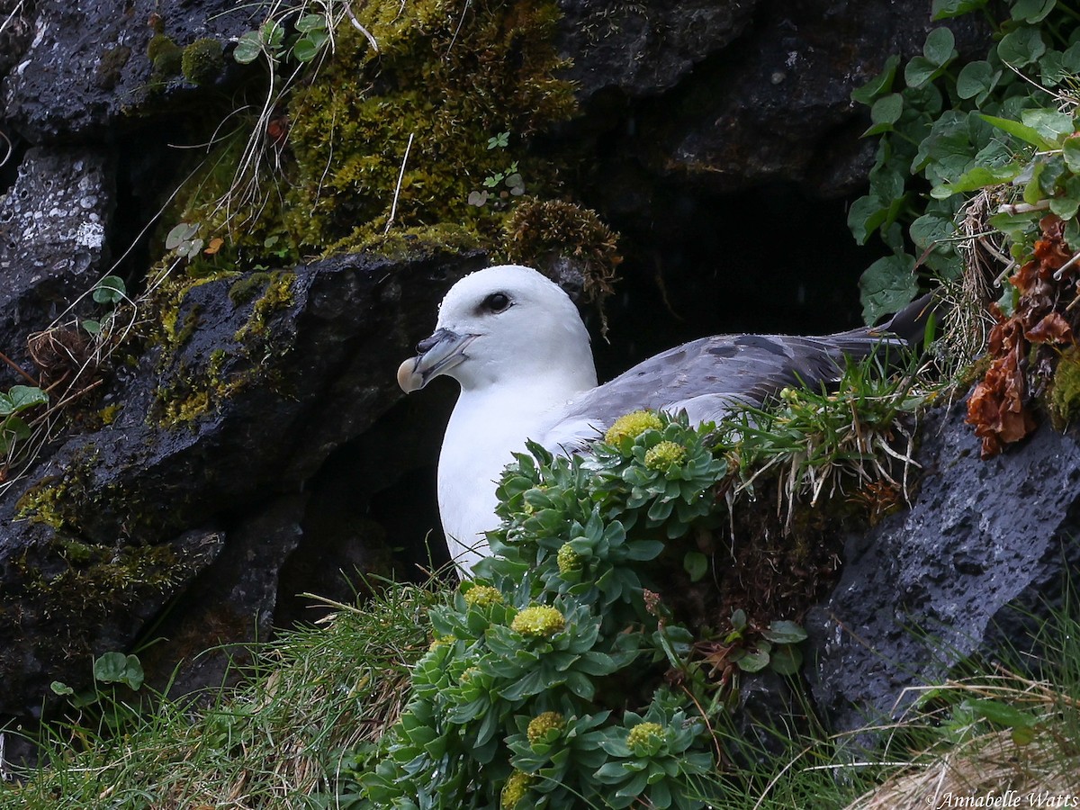 Northern Fulmar - ML627996660