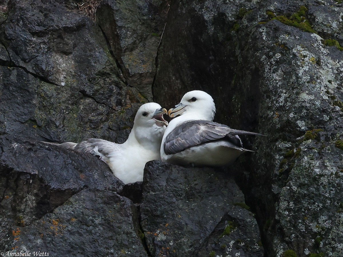Northern Fulmar - ML627996663