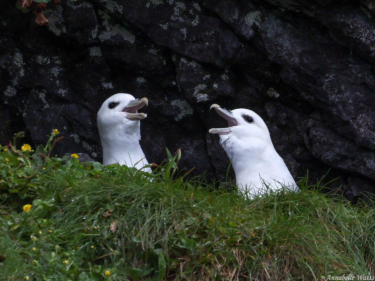 Northern Fulmar - ML627996664