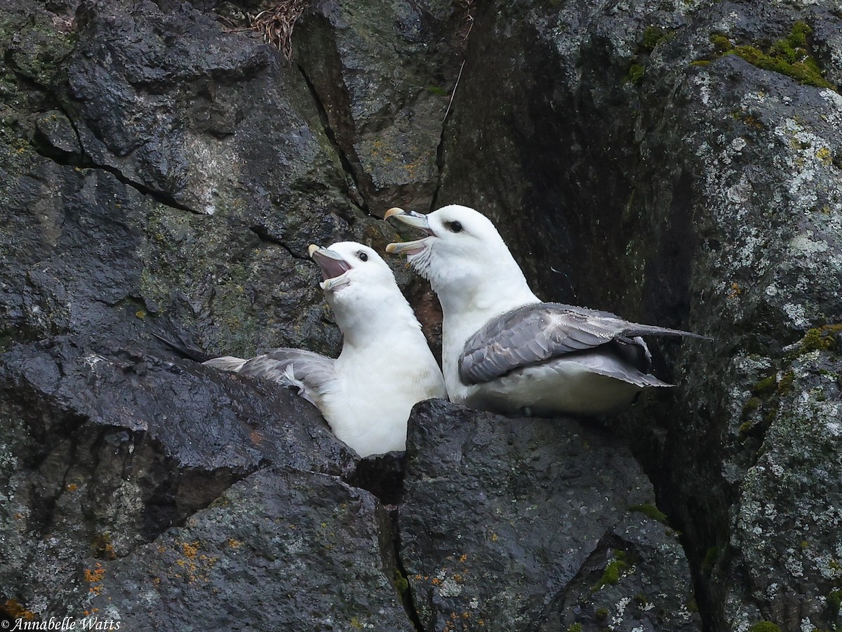 Northern Fulmar - ML627996666