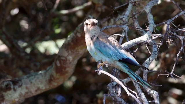 blåråke - ML627996669