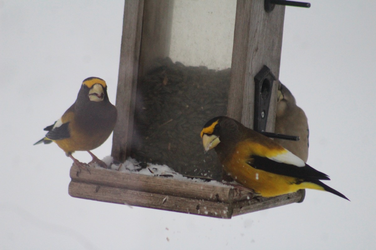 Evening Grosbeak - ML627996688