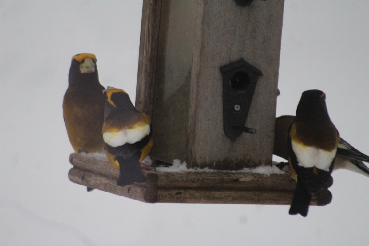 Evening Grosbeak - ML627996689