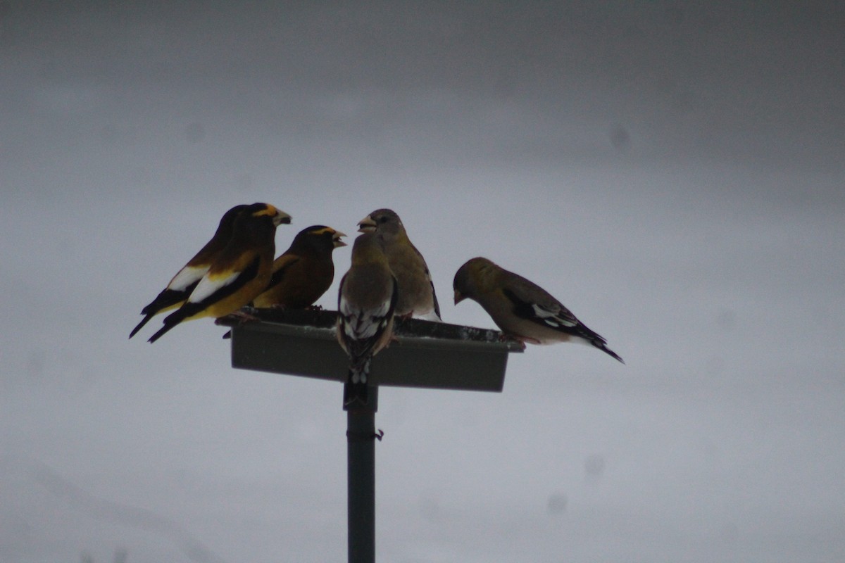 Evening Grosbeak - ML627996690