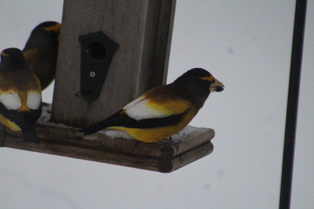 Evening Grosbeak - ML627996691