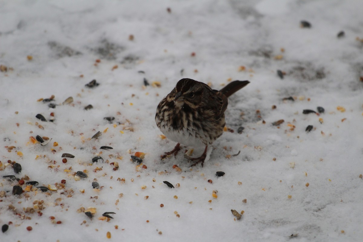 Song Sparrow - ML627996700