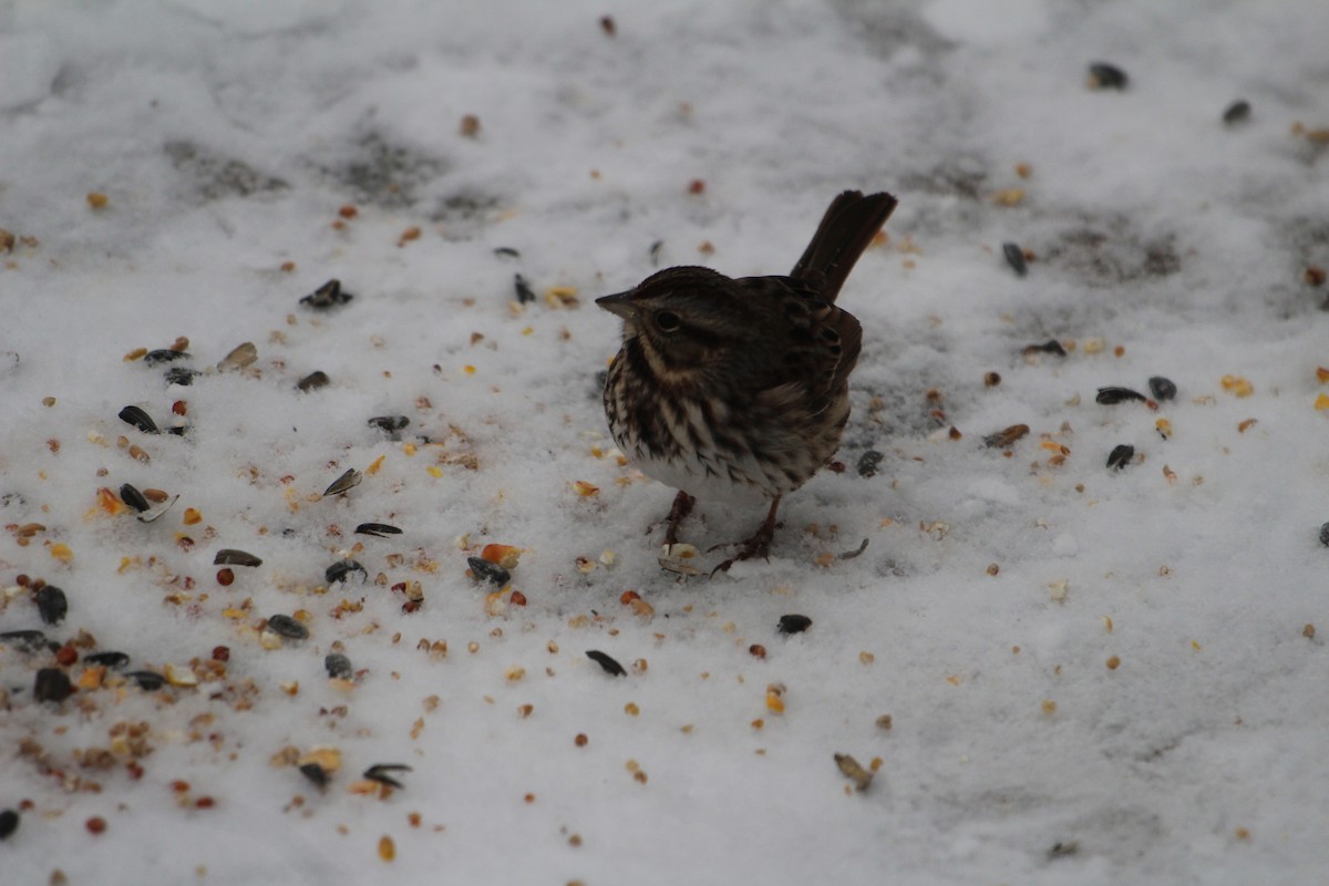 Song Sparrow - ML627996701