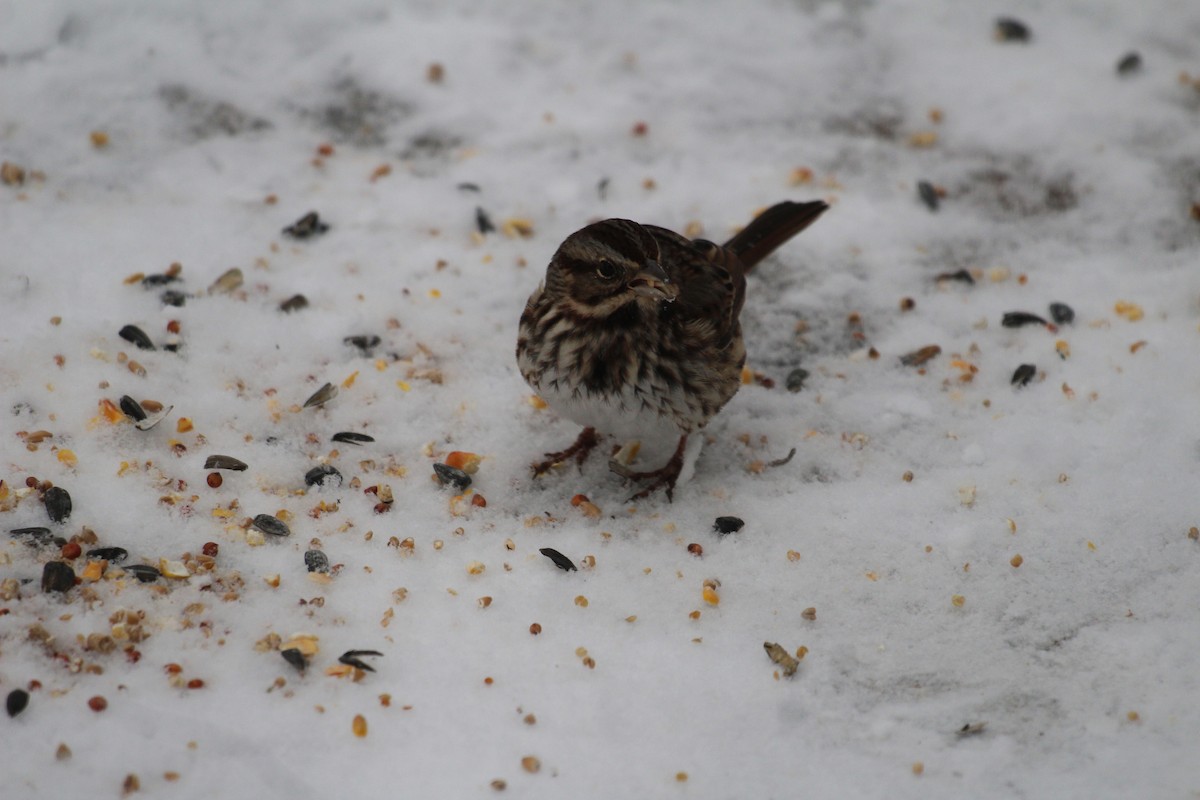 Song Sparrow - ML627996702