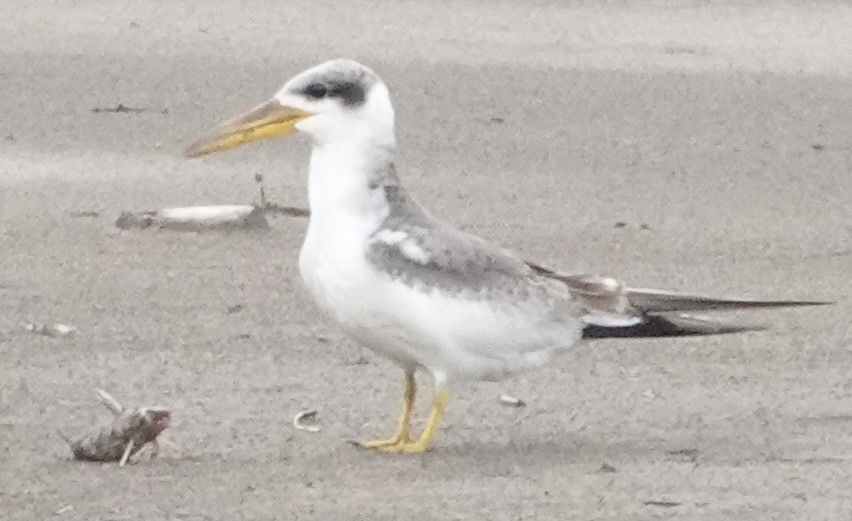 Large-billed Tern - ML627996703