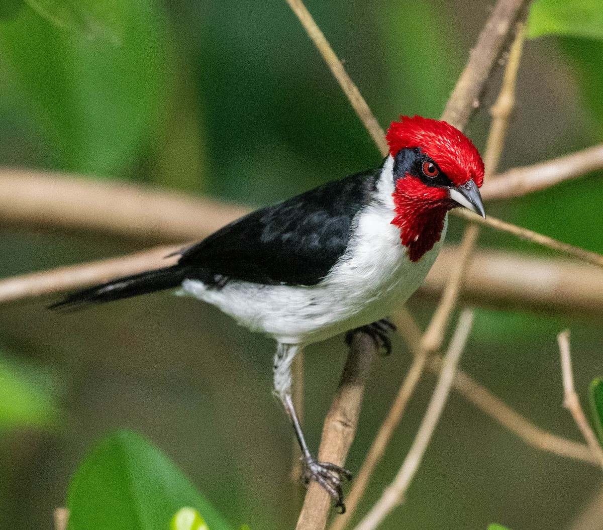 Masked Cardinal - ML627996710