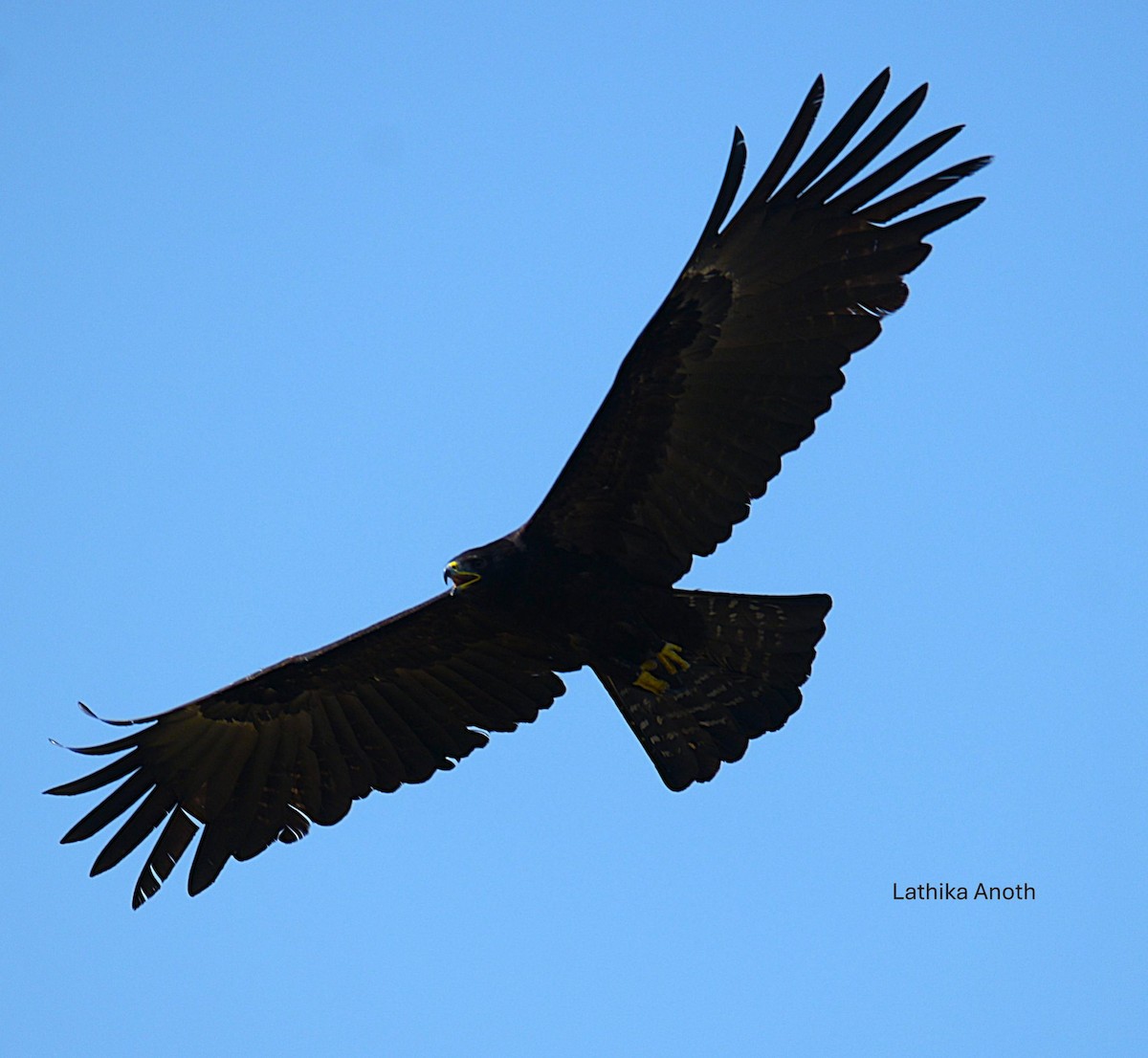 Black Eagle - ML627996711