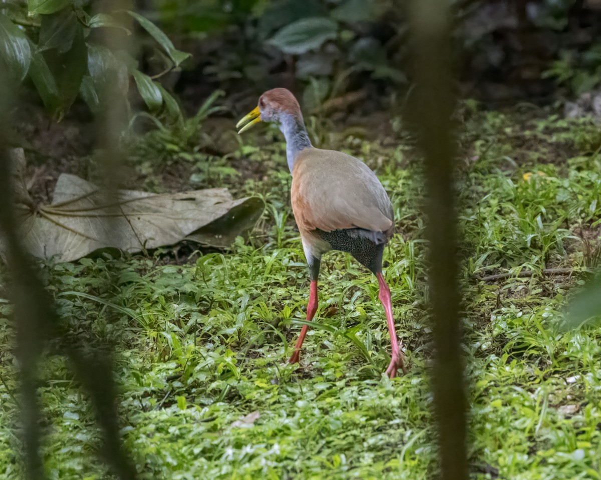 Russet-naped Wood-Rail - ML627996749