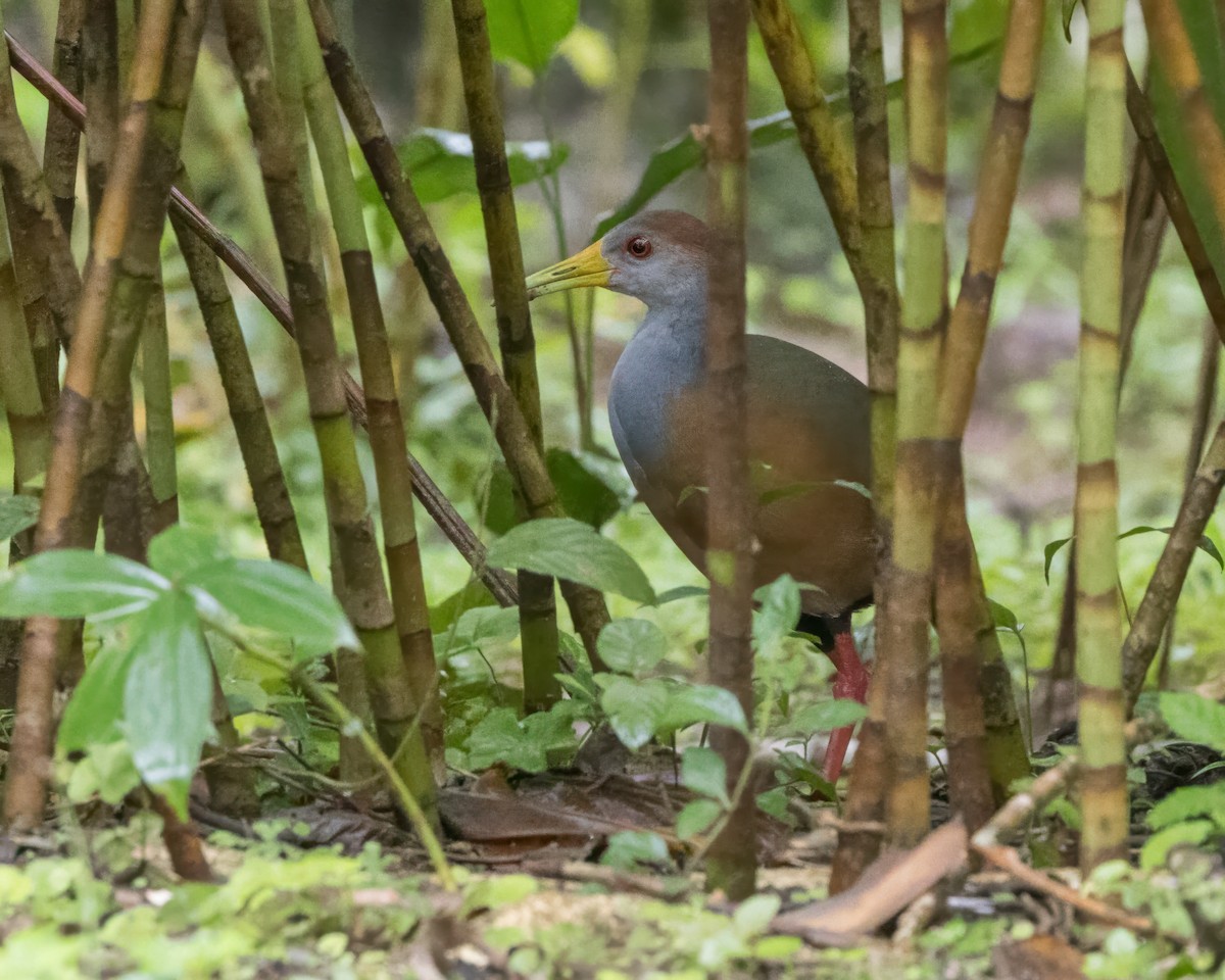 Russet-naped Wood-Rail - ML627996756