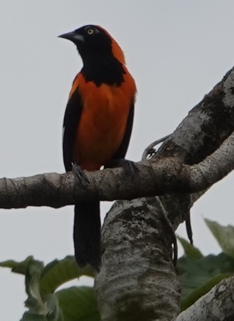 Orange-backed Troupial - ML627996760