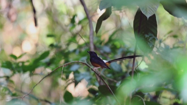 White-rumped Shama - ML627996783
