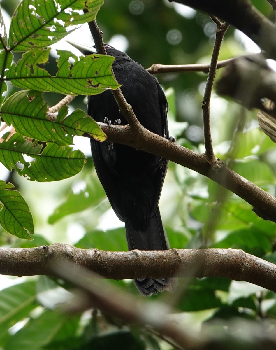 Solitary Black Cacique - ML627996794