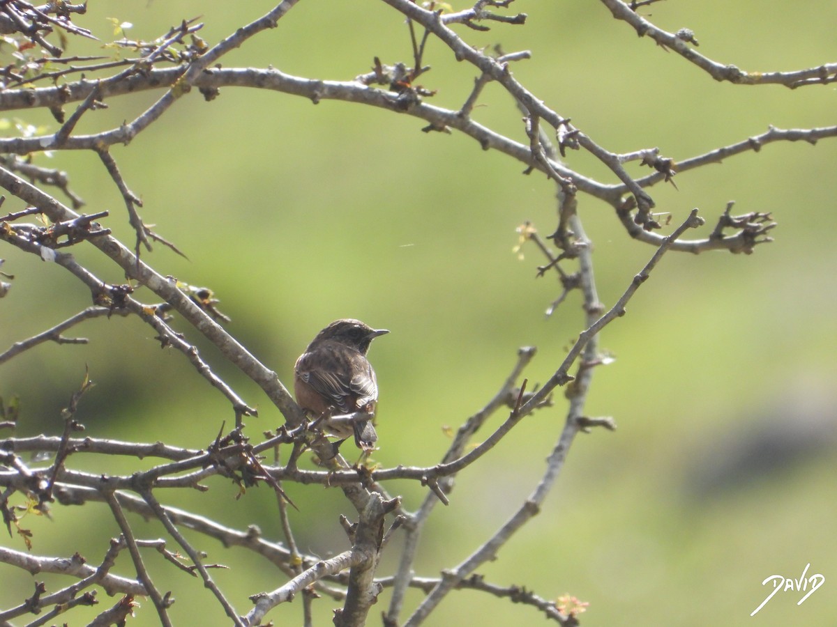 European Stonechat - ML627996799