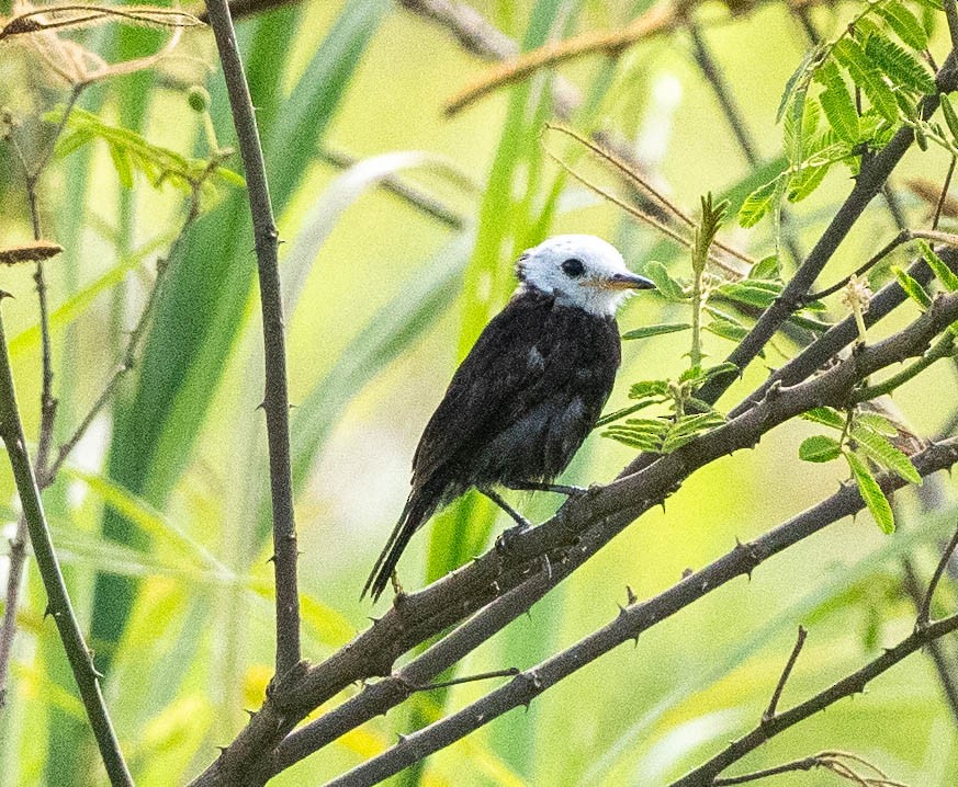 White-headed Marsh Tyrant - ML627996806