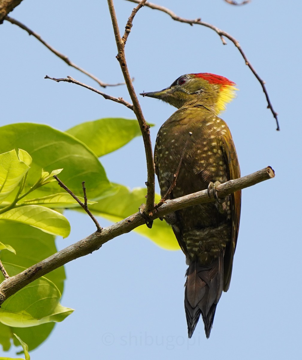 Lesser Yellownape - ML627996825