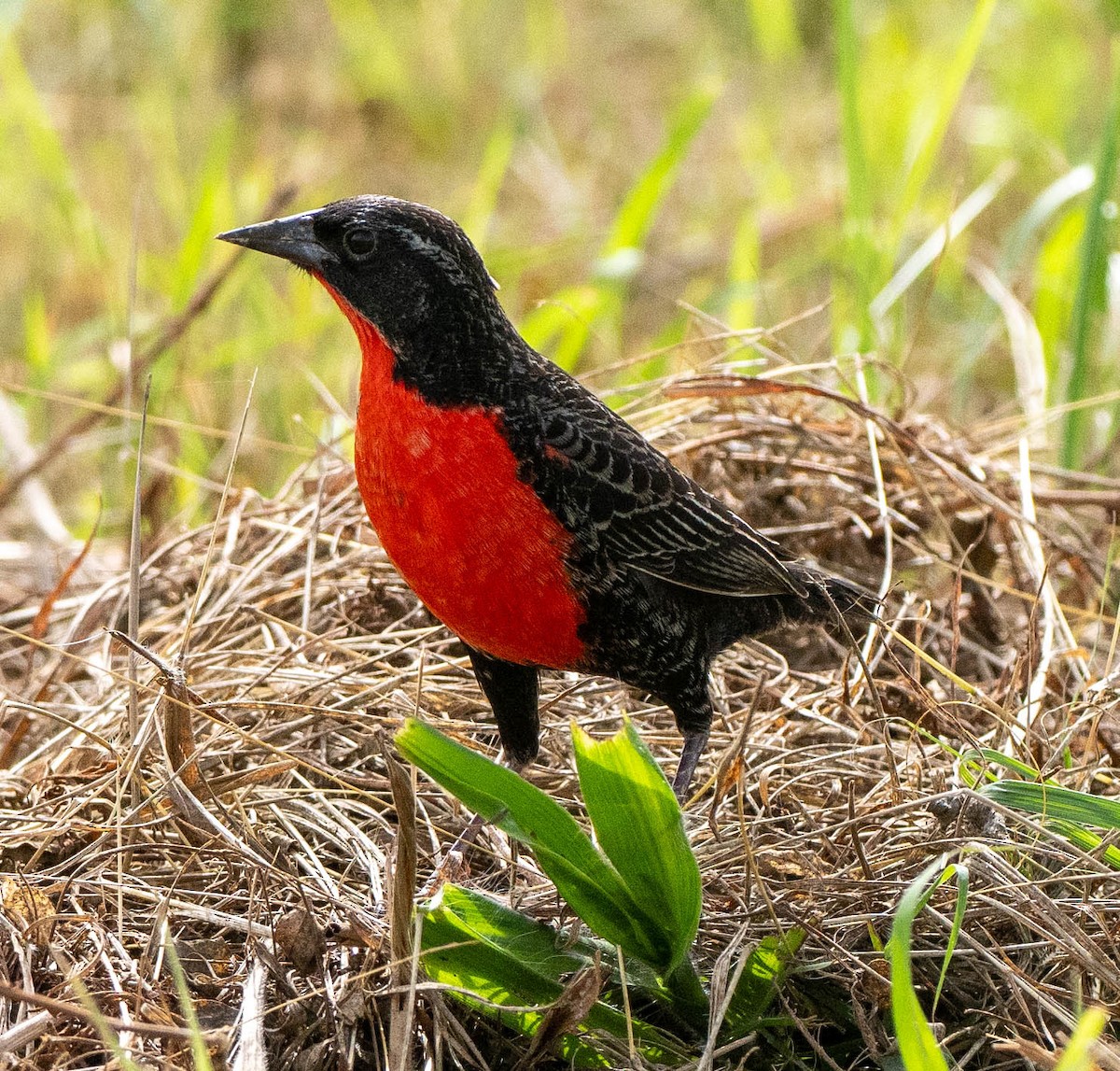 Red-breasted Meadowlark - ML627996834