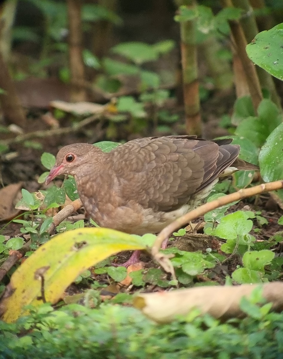 Ruddy Quail-Dove - ML627996843