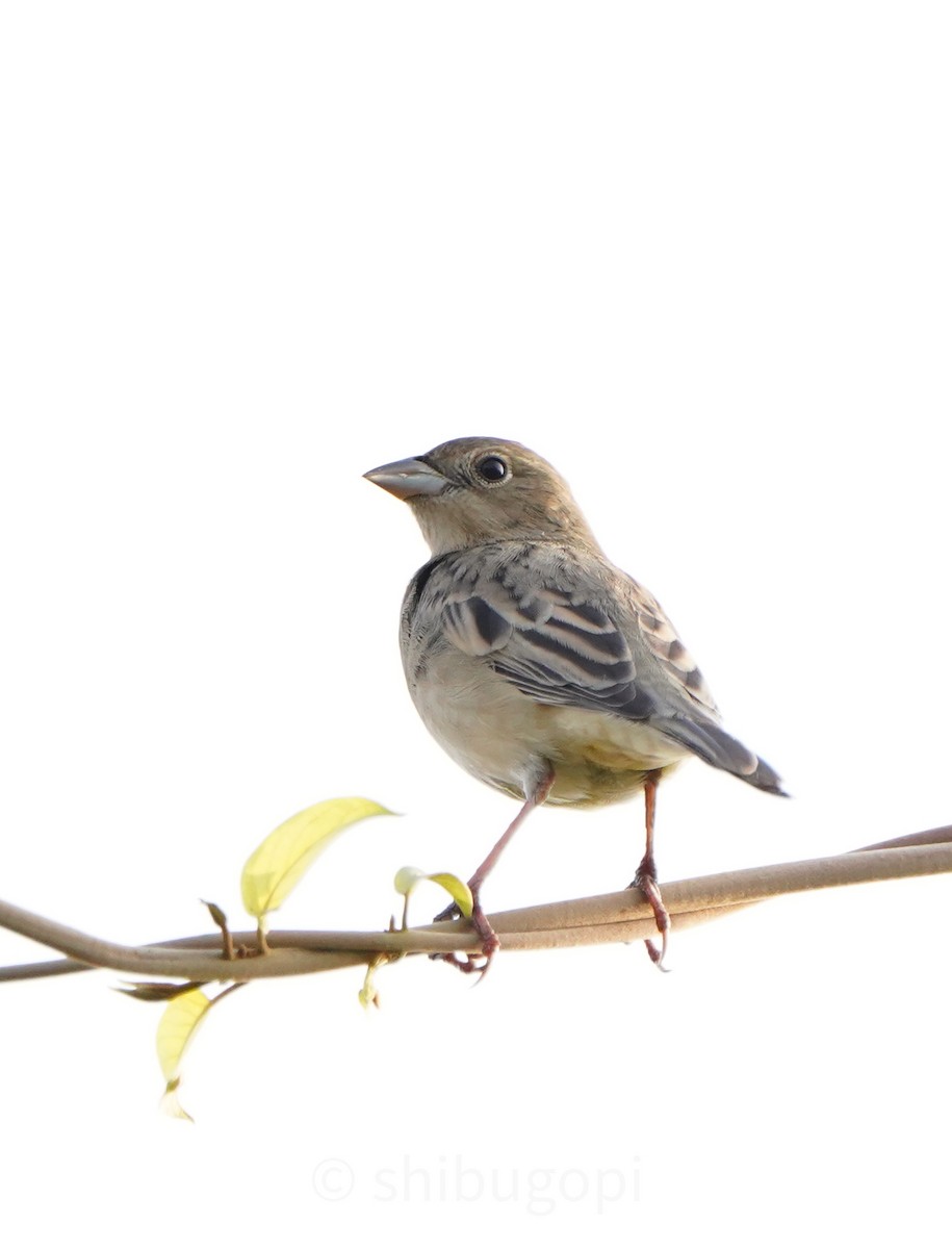 Red-headed Bunting - ML627996847