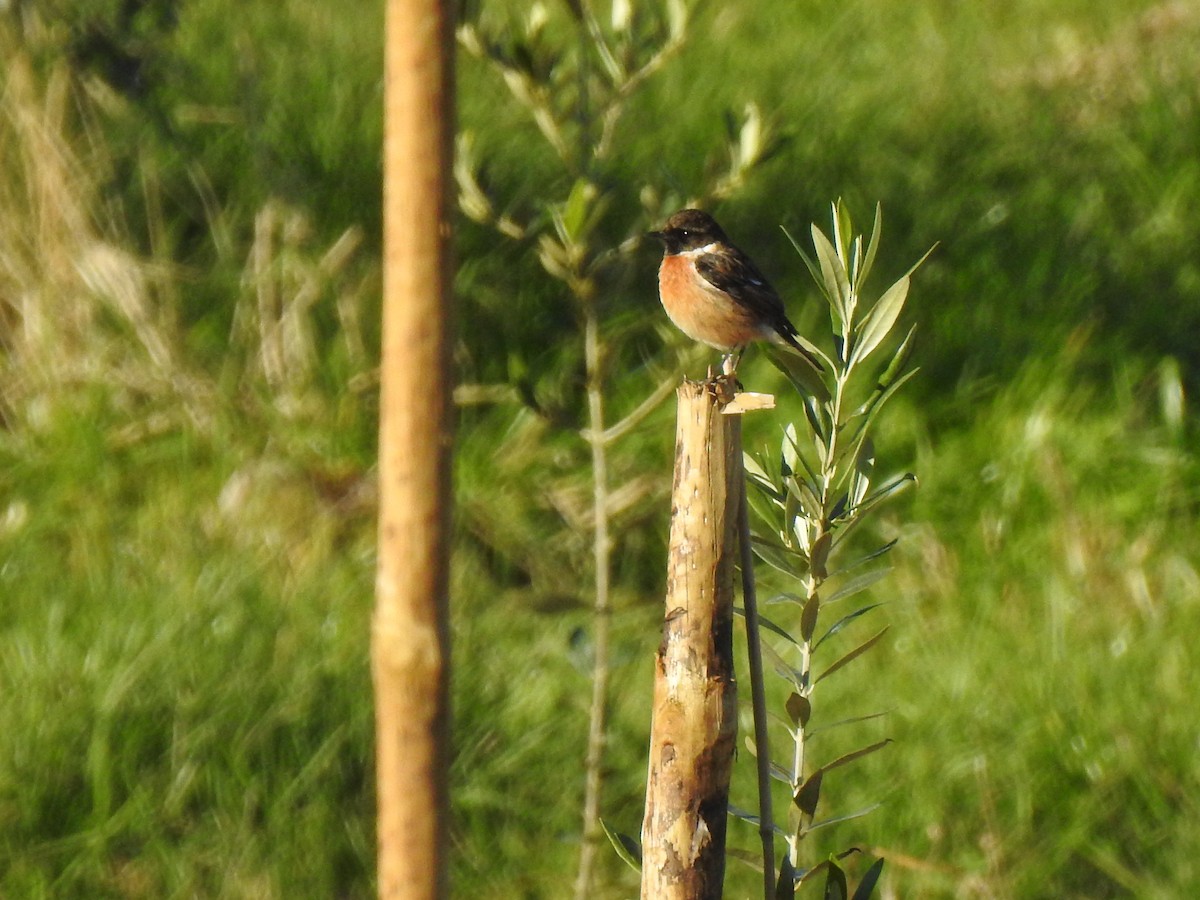 European Stonechat - ML627996863