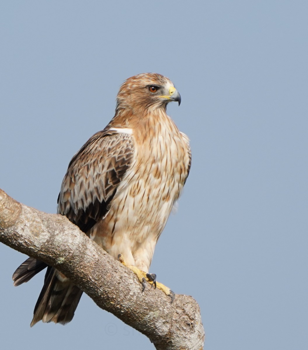 Booted Eagle - ML627996878