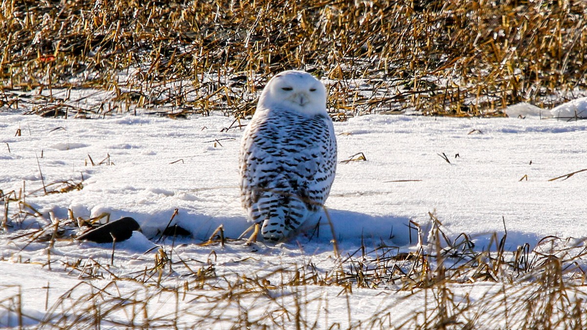 Snowy Owl - ML627996939