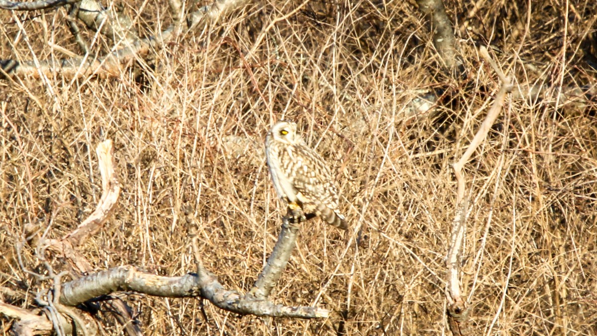 Short-eared Owl - ML627996946