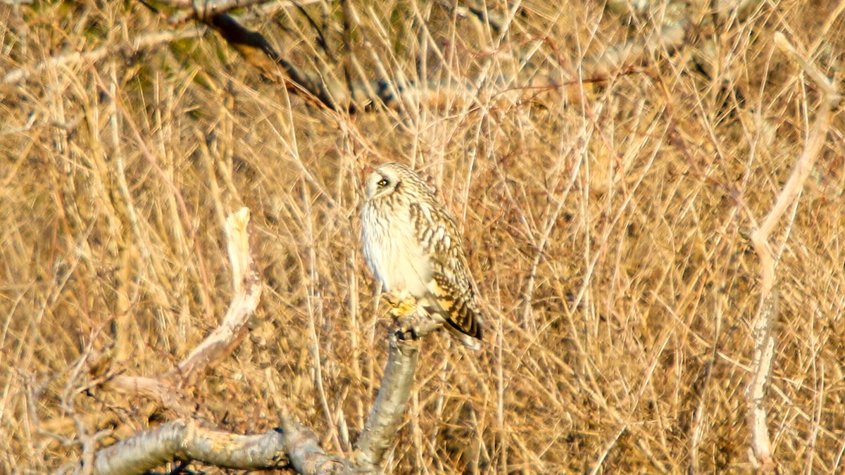 Short-eared Owl - ML627996947